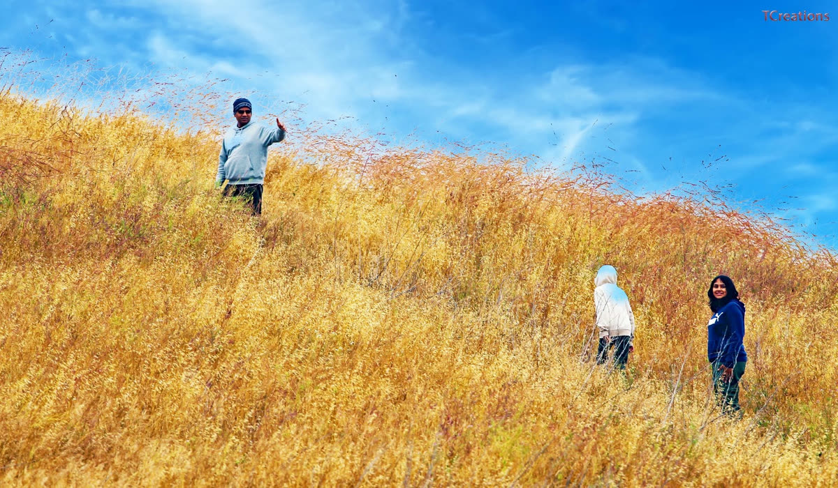 Travellers walking up a golden grass hillside